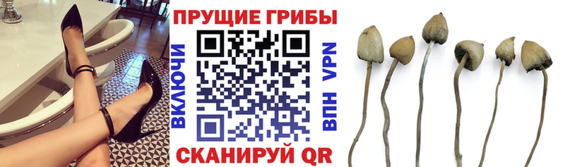 Псилоцибиновые грибы мицелий  Купить закладки  Тотьма 